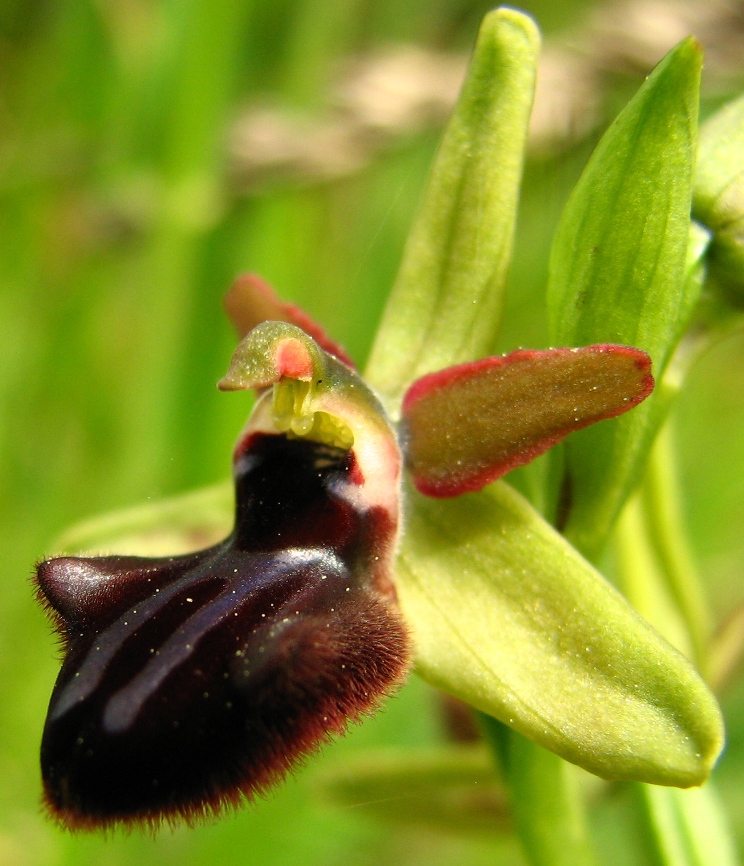 Ophrys e Orchis vicino a  Palazzolo